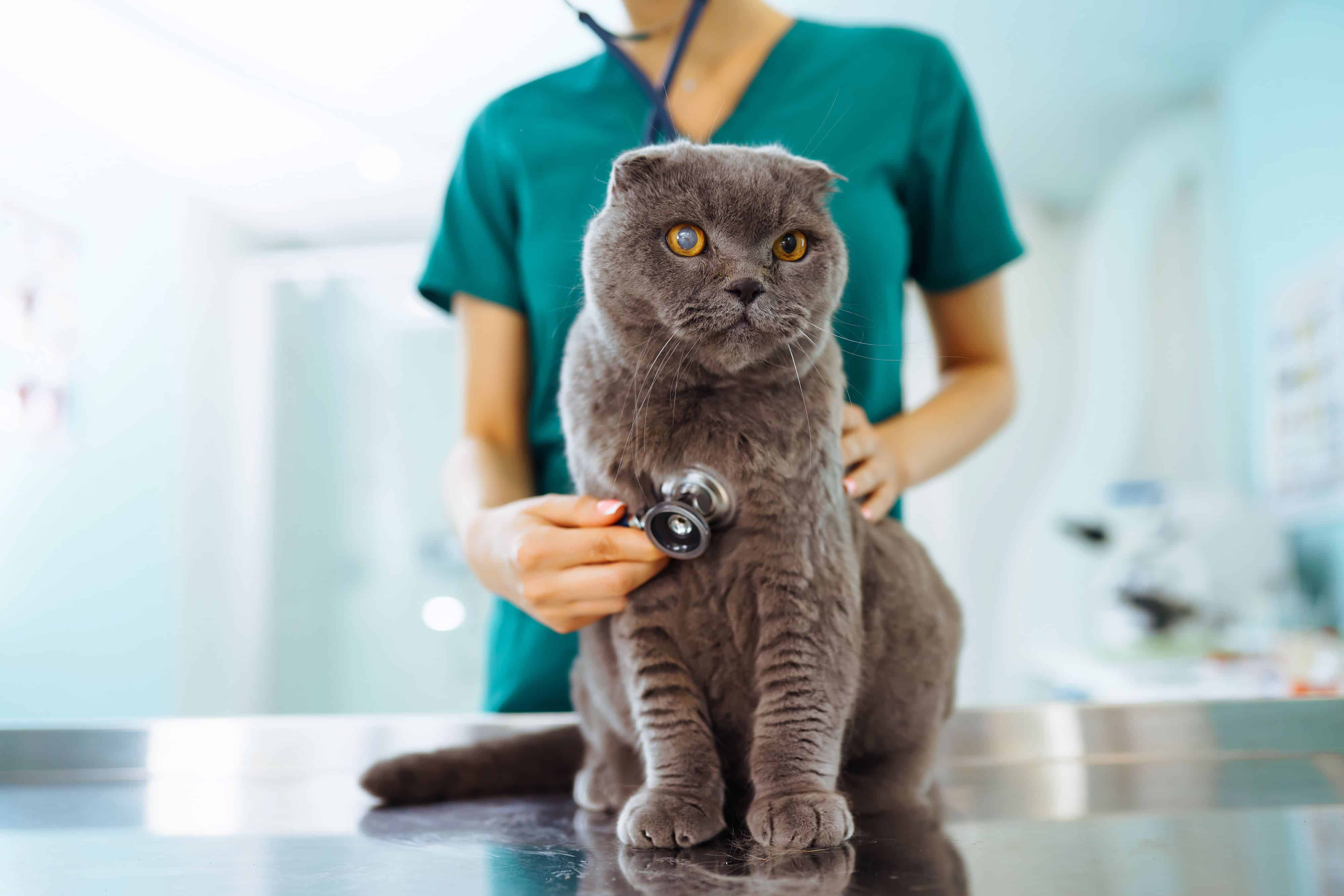Veterinary doctor taking care of cat