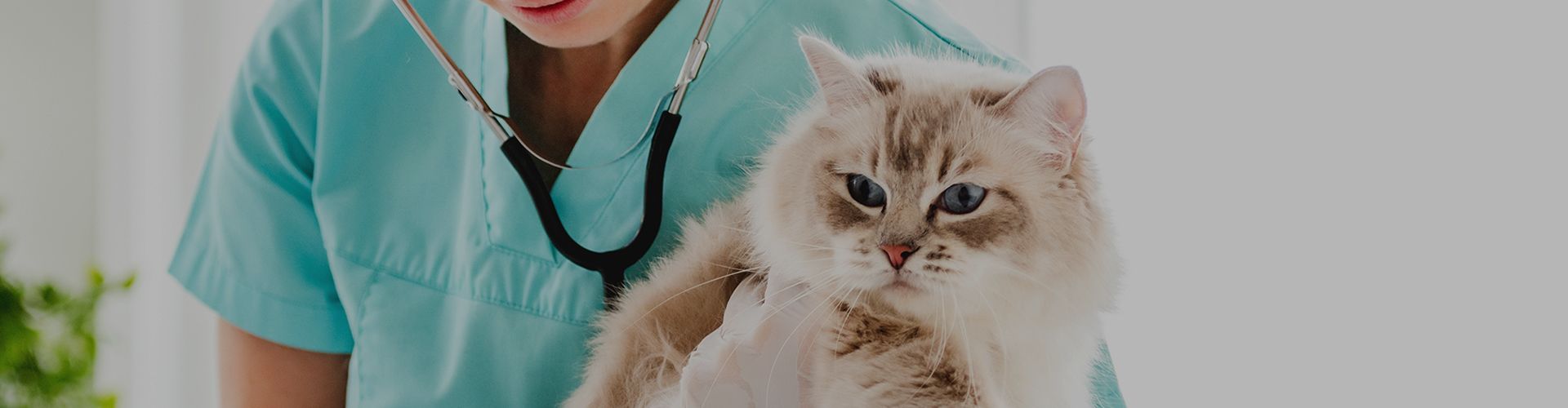 woman veterinarian holding fluffy ragdoll cat examining it during medical care