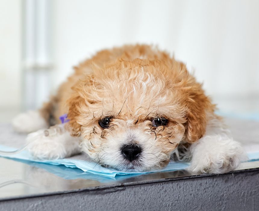 maltipoo puppy lies on a table with a catheter in his paw for surgery