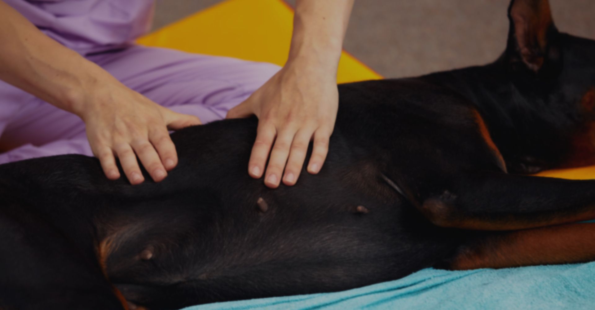 Dog lying on the floor and gets massage on its thight