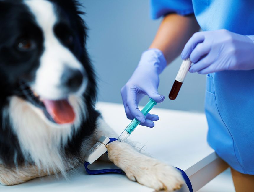 veterinarian taking blood sample on a border collie dog