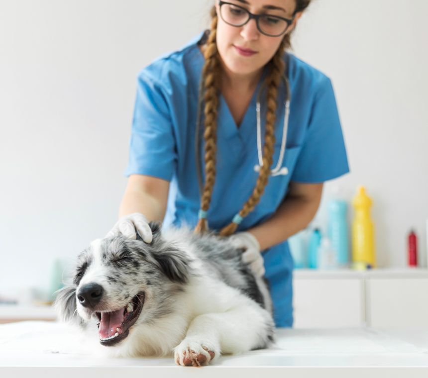 Female veterinarian examining dog on table