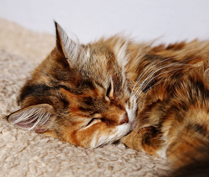 fluffy cat sleeping on a carpet
