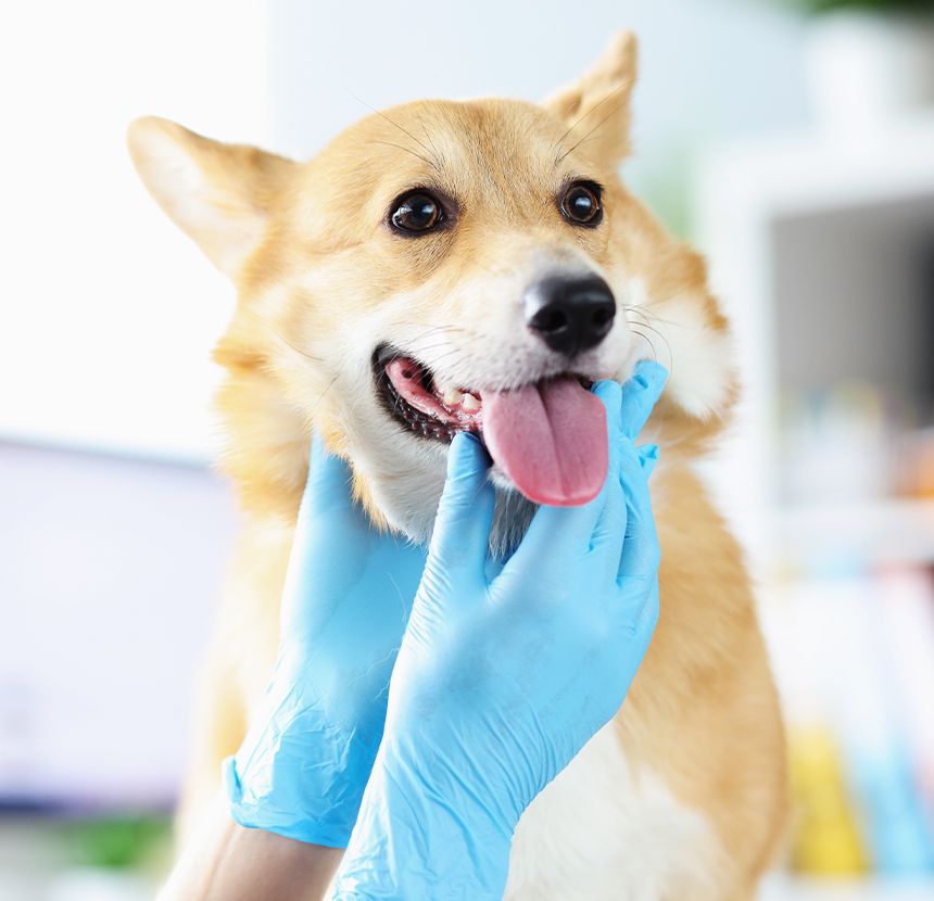 vet checking corgi dog oral health