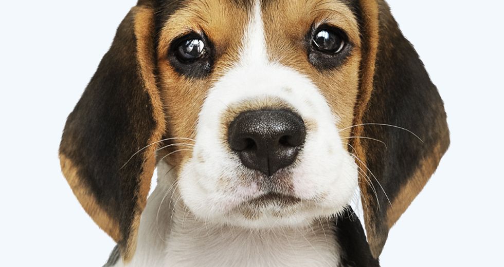 Beagle puppy only portrait