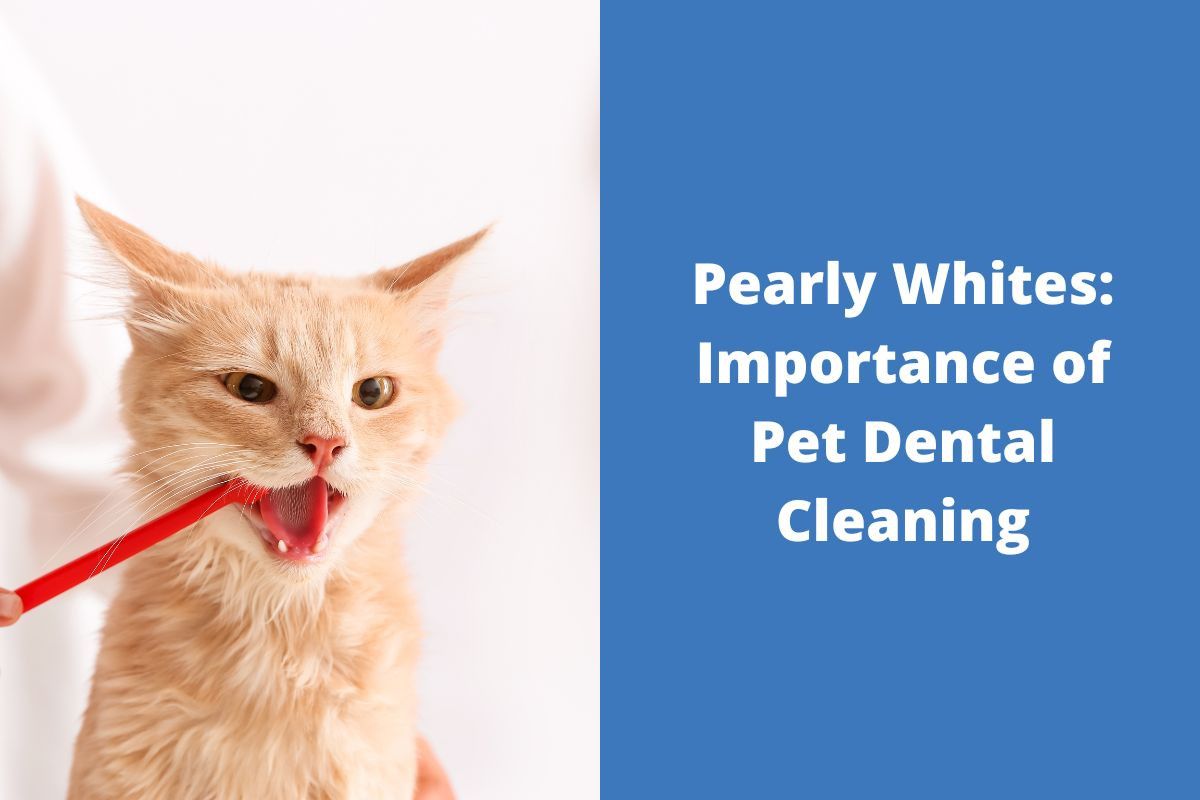 20230704-014158Pearly-Whites-Importance-of-Pet-Dental-Cleaning-6