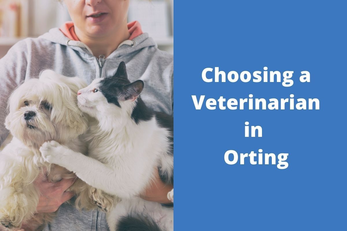 Choosing-a-Veterinarian-in-Orting