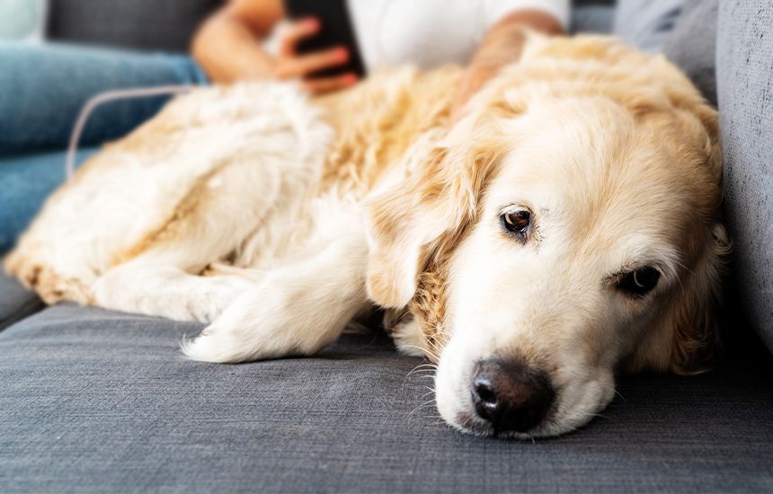 old golden retriever dog lying in the couch