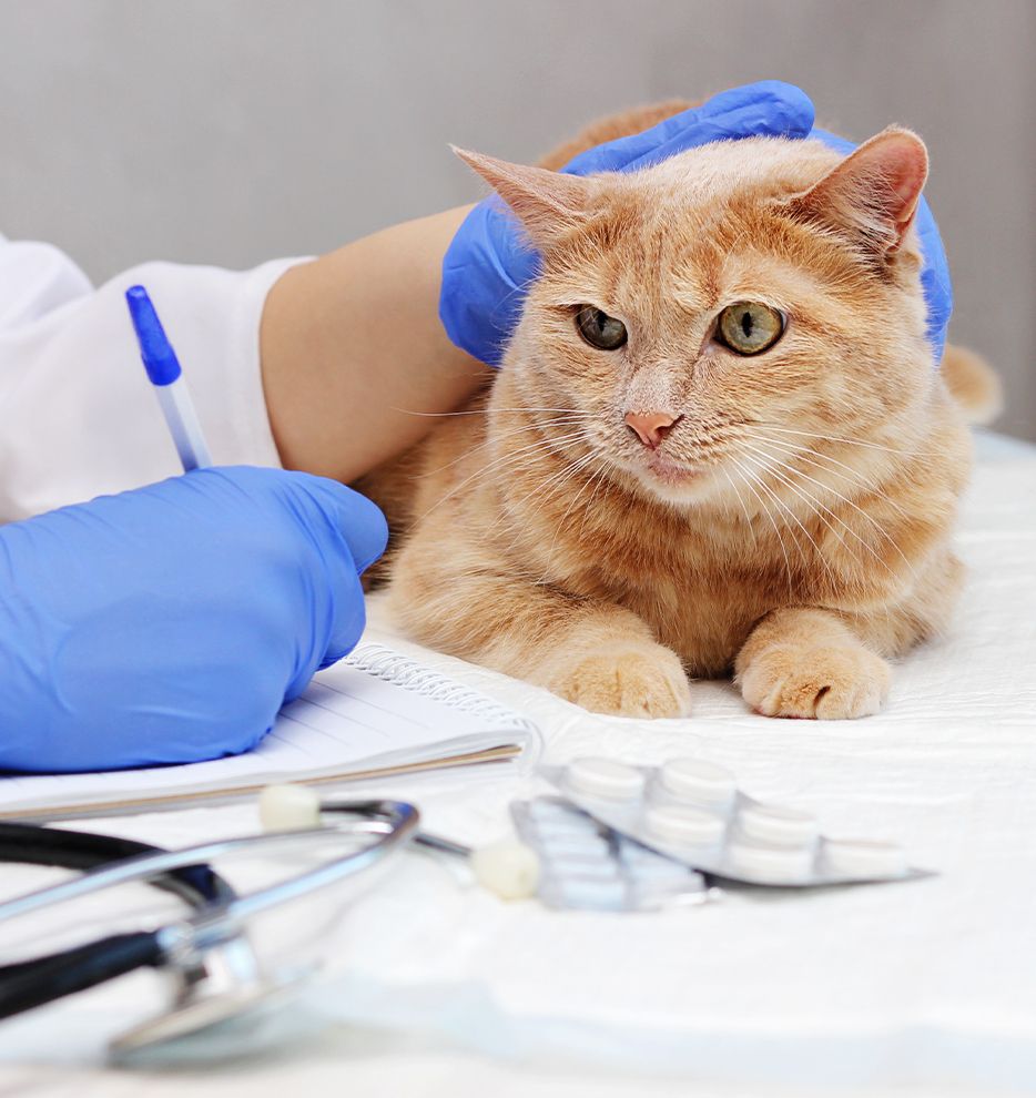 red cat is being examined by a veterinarian