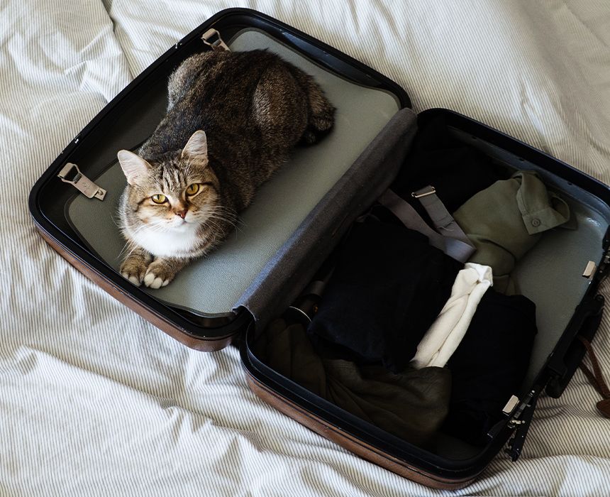 cat in a suitcase looking at the camera
