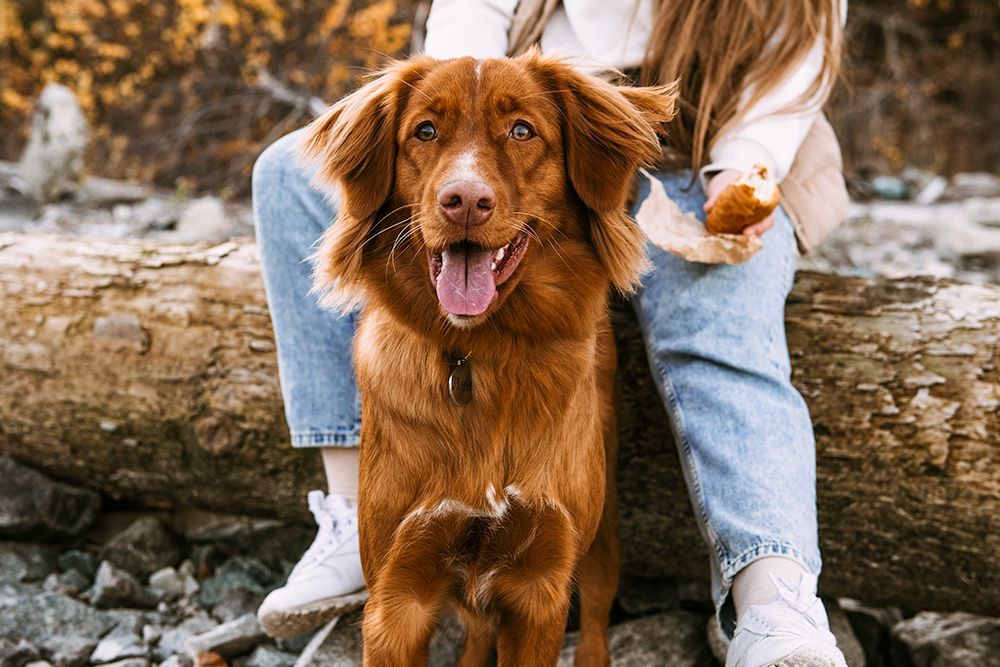 smiling brown dog looking at camera with his owner in the woods