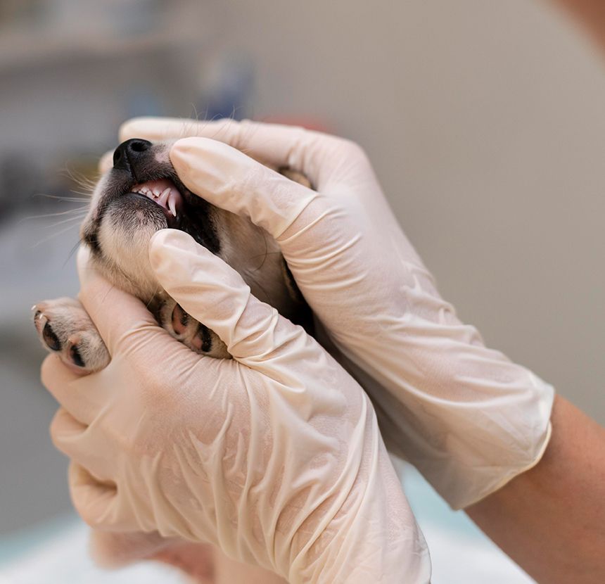 vet checking dog oral health