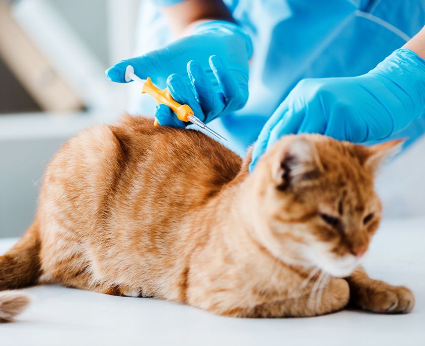 veterinarian microchipping orange cat