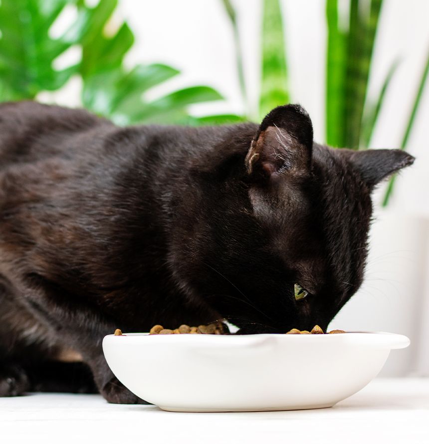 black cat eats dry food from a white bowl on the floor