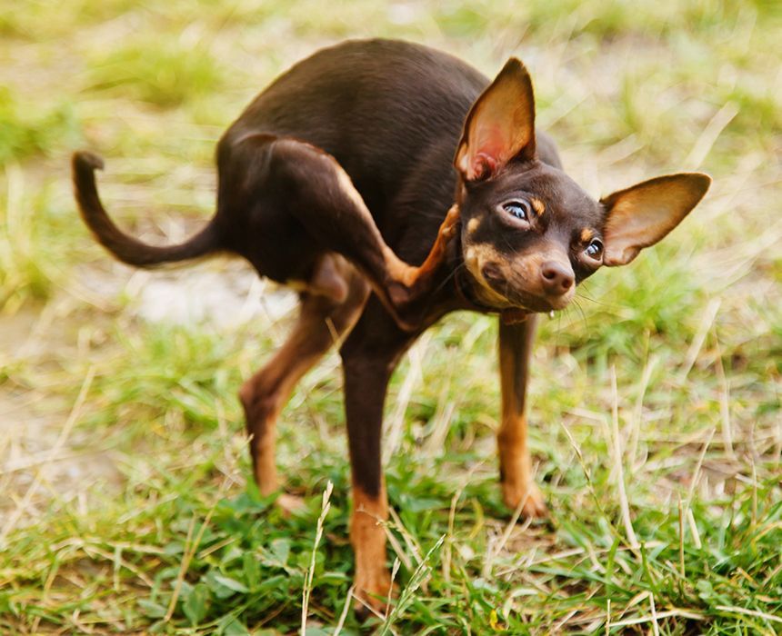 russian toy terrier dog scratches its paw behind ear