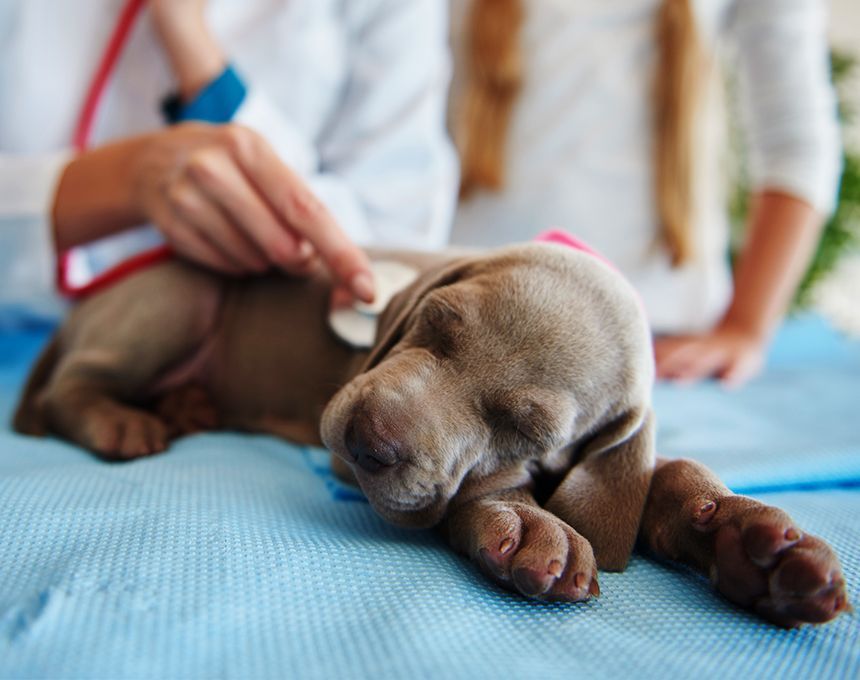 veterinarian checking a puppy with a stethoscope