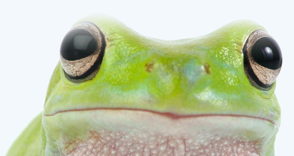 green frog on a light background with a gradient on top