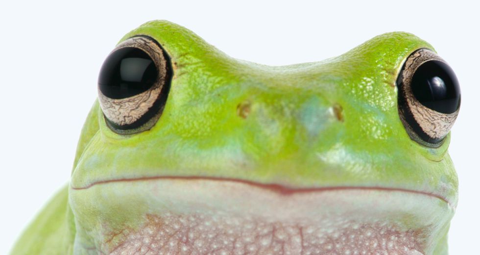 Green frog on a light background