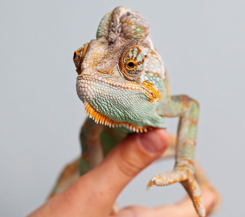 reptile in a human hands