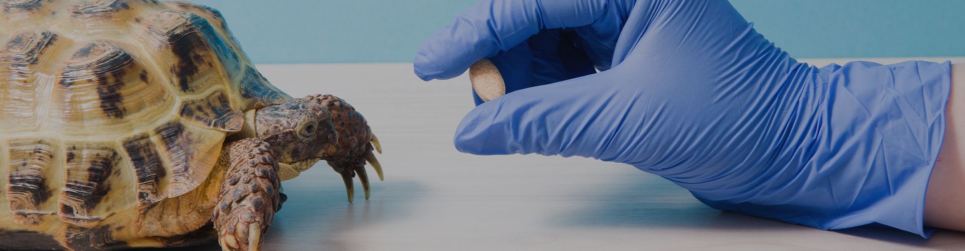 Veterinarian hand with glove gives pill treatment to a turtle in a blue surface