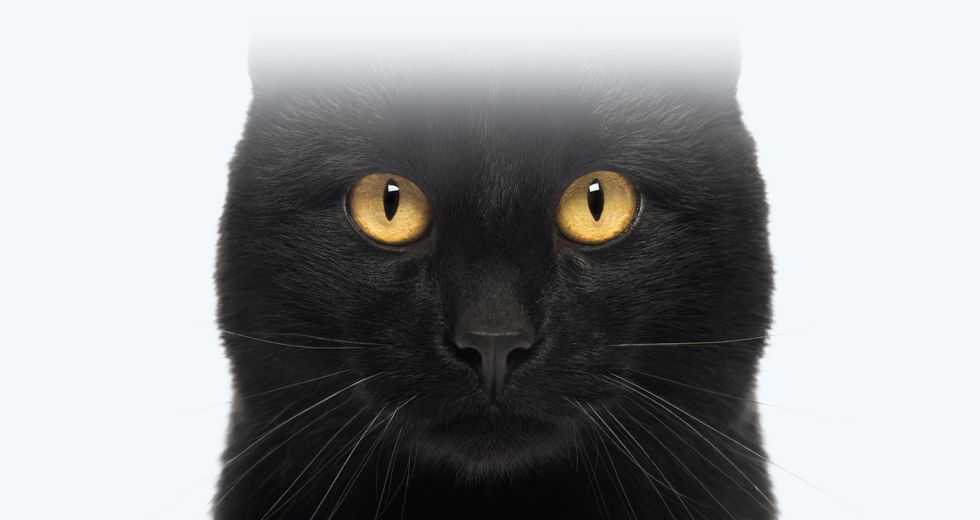 black cat looking at camera