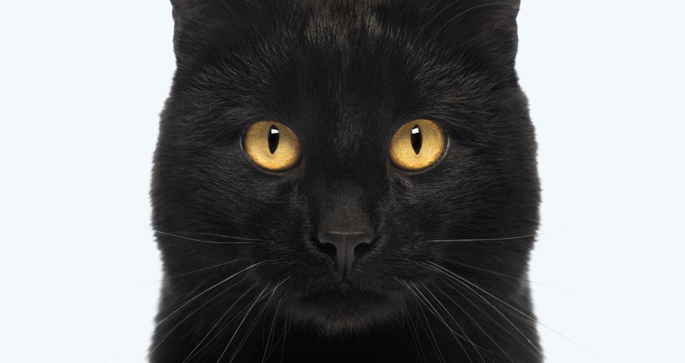 black cat looking at camera