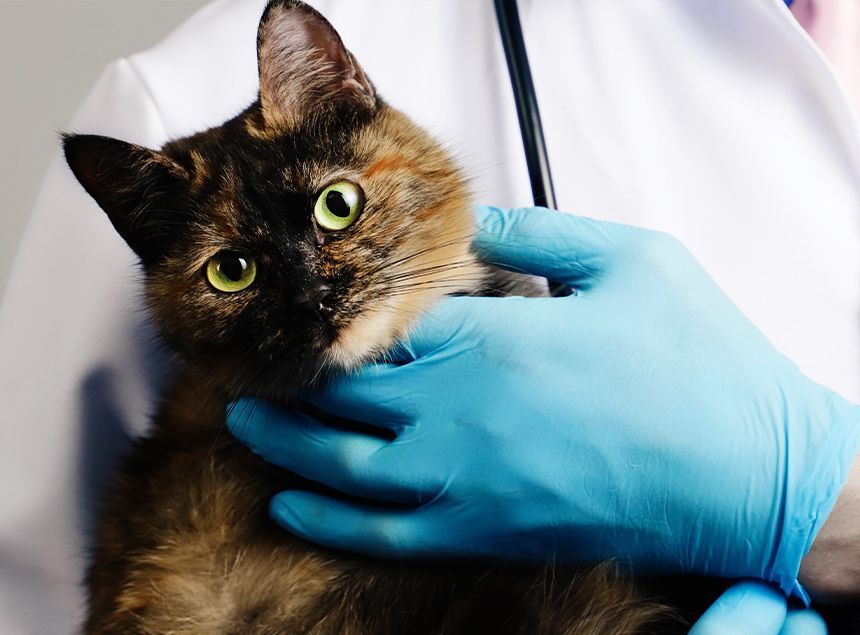veterinarian in blue gloves holding a cat