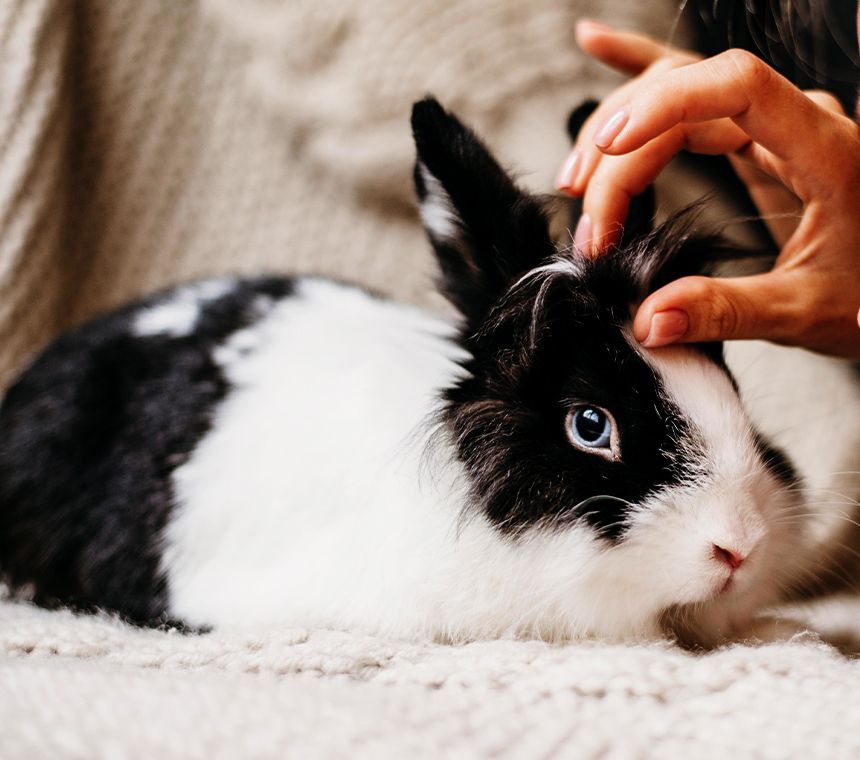 Woman's hand stroking adorable black and white bunny