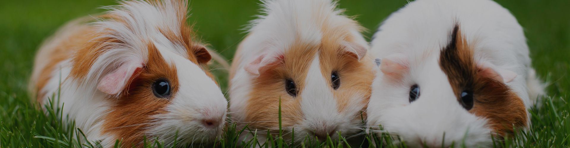 3 guinea pigs in the grass