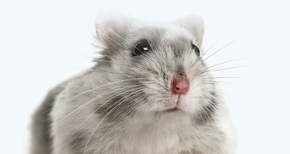 Gray hamster isolated on a light blue background with a gradient on the top
