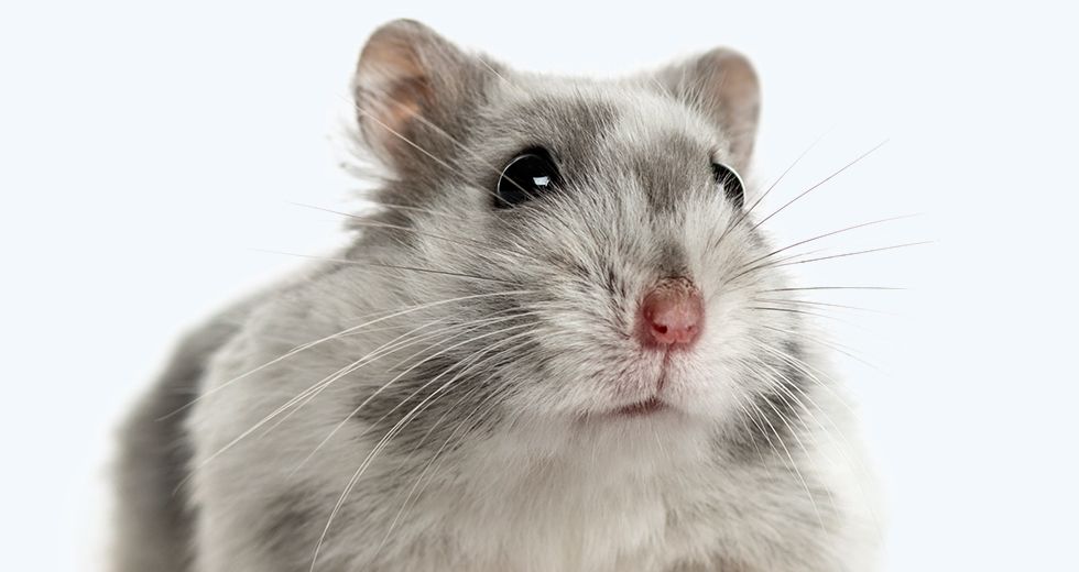 Gray hamster isolated on a light blue background
