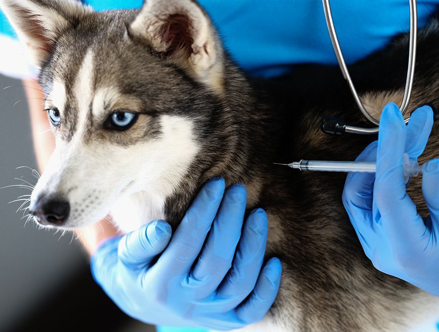 veterinarian vaccinating husky crossbreed dog