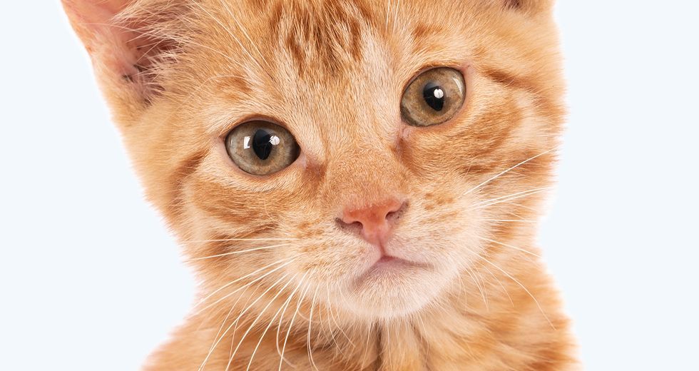Cute ginger kitten staring at the camera