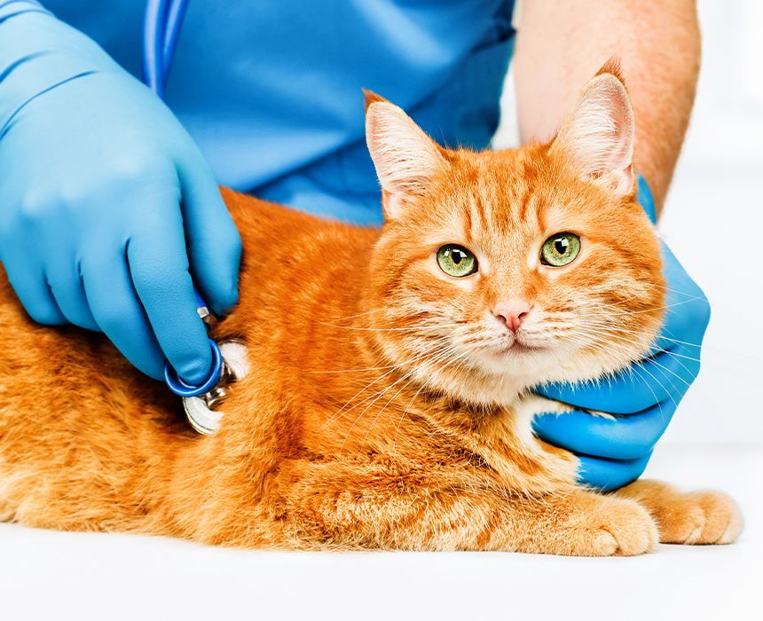 veterinarian listening to the heart of an orange cat with a stethoscope