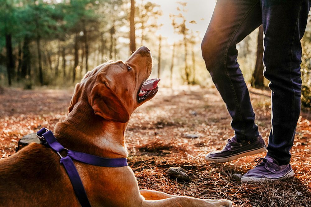 /wp-content/uploads/sites/389/2024/09/labrador-dog-sitting-in-the-forest-and-looking-up-at-his-owner